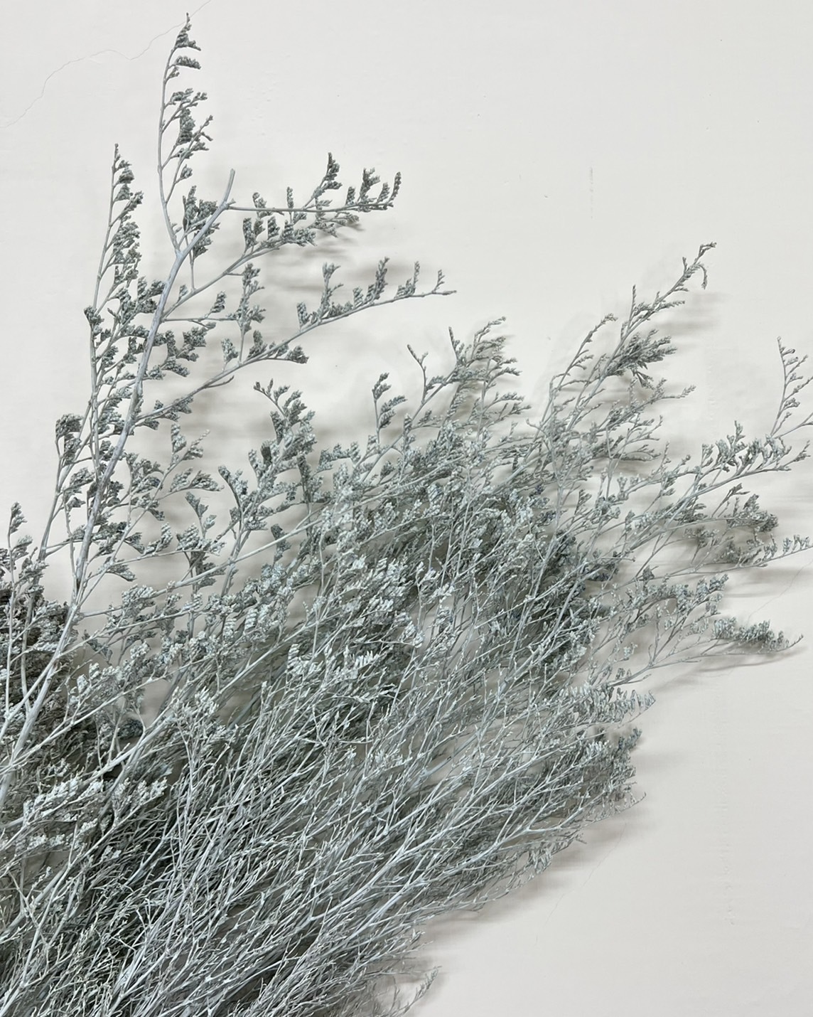 日本不凋卡斯比亞 03710-602