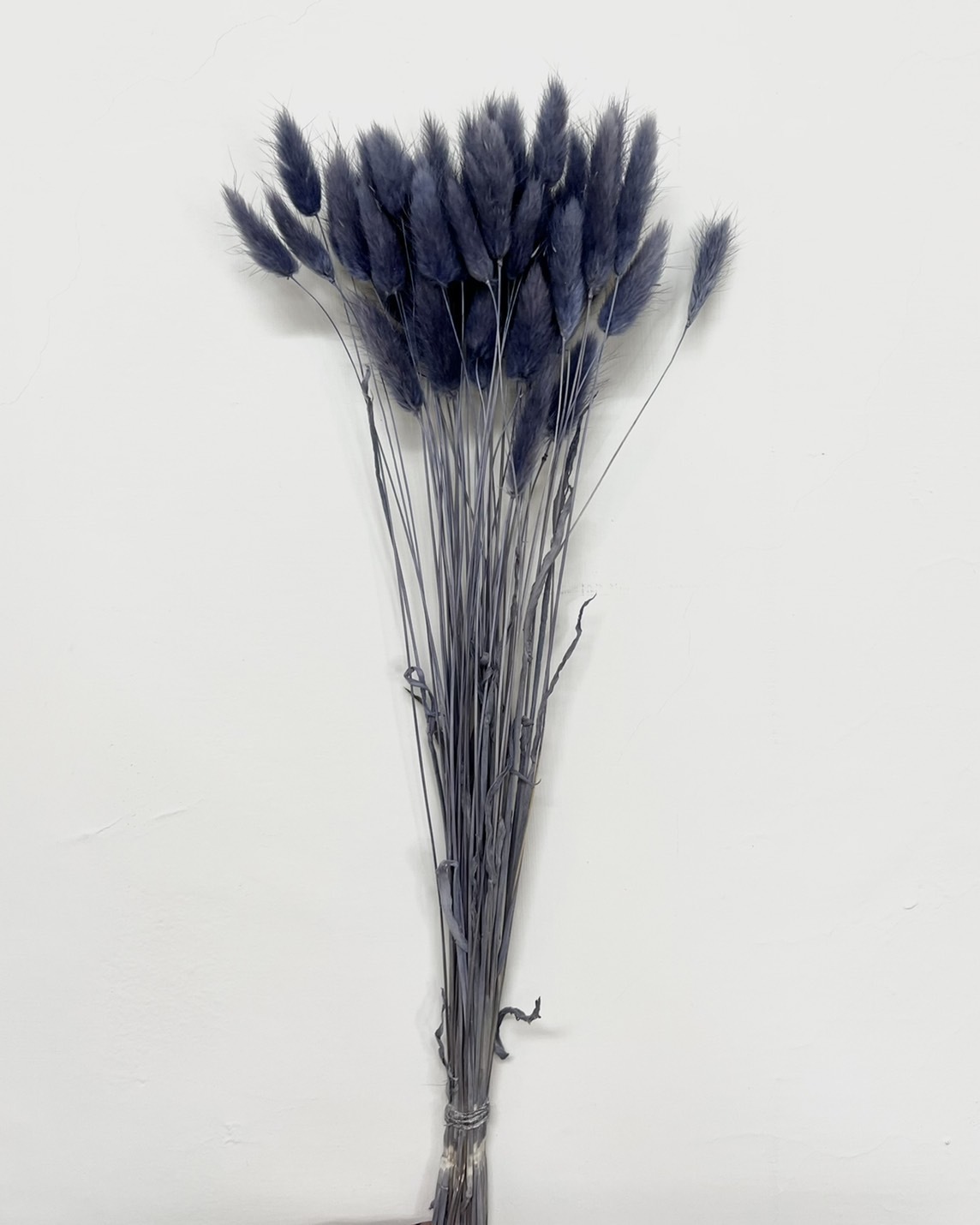 乾燥兔尾草 4583-315