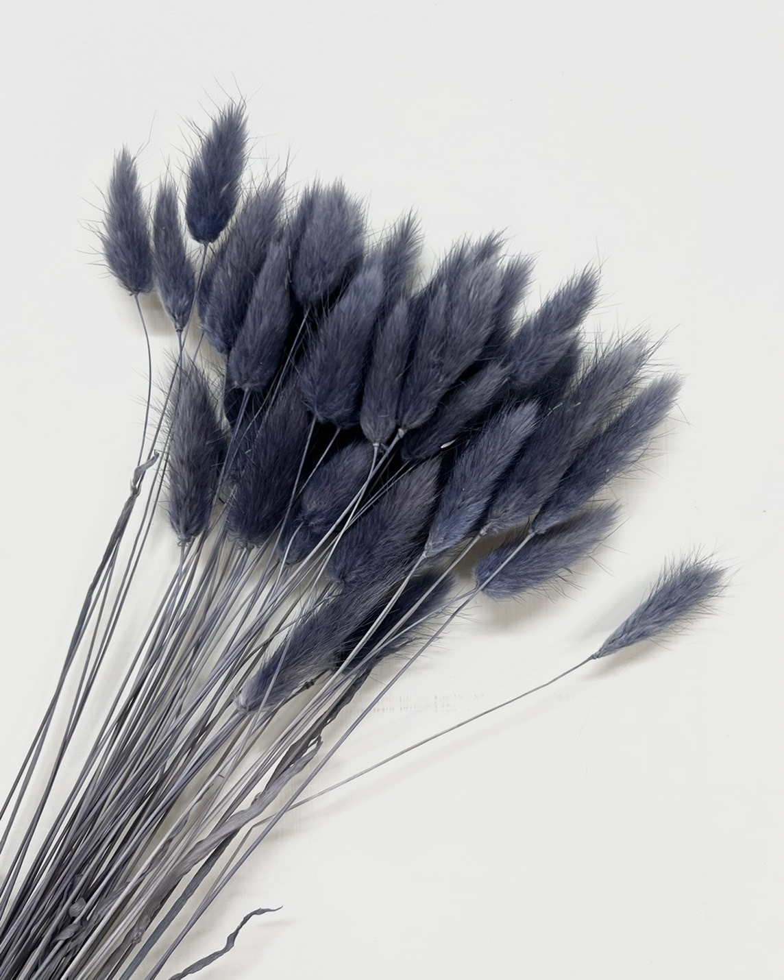 乾燥兔尾草 4583-315