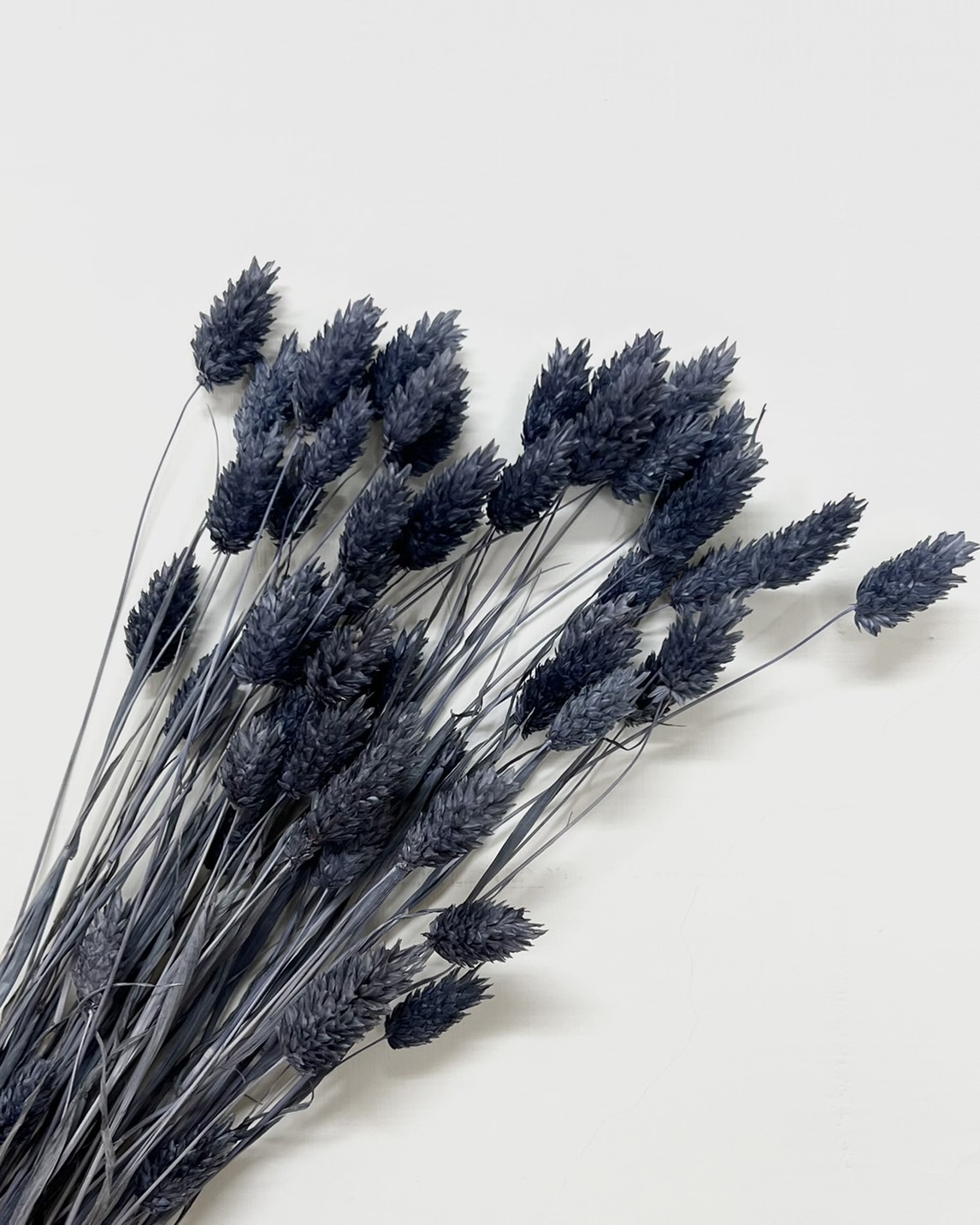 乾燥加那利 4571-315