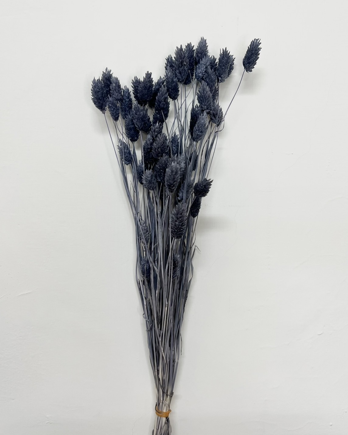 乾燥加那利 4571-315