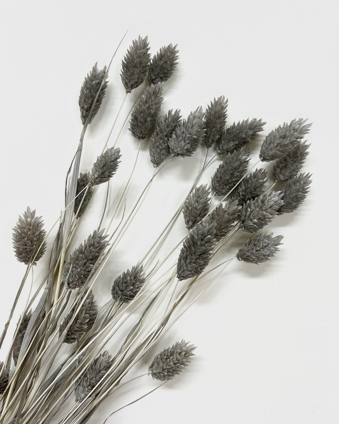 日本乾燥加那利 42020-201