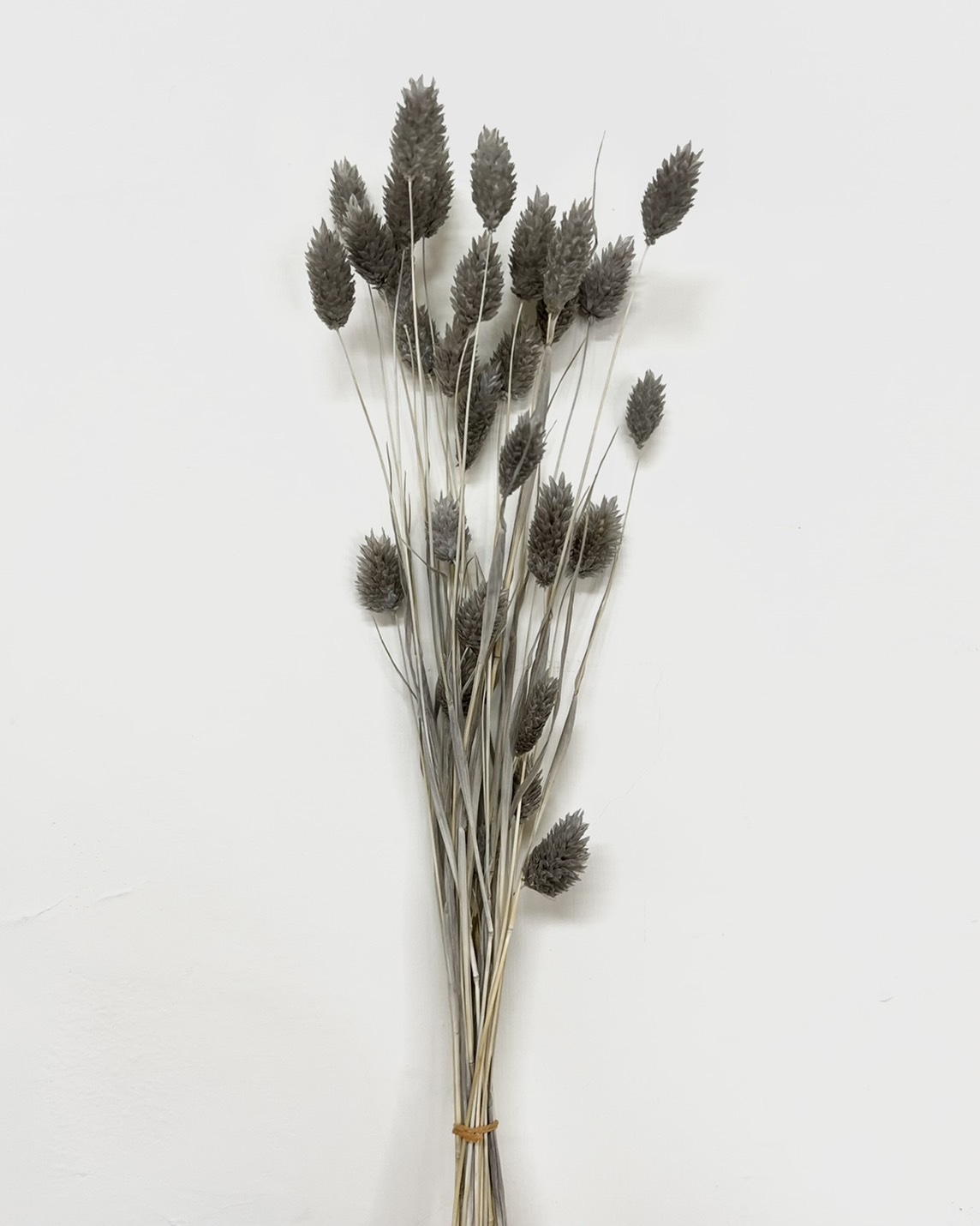 日本乾燥加那利 42020-201