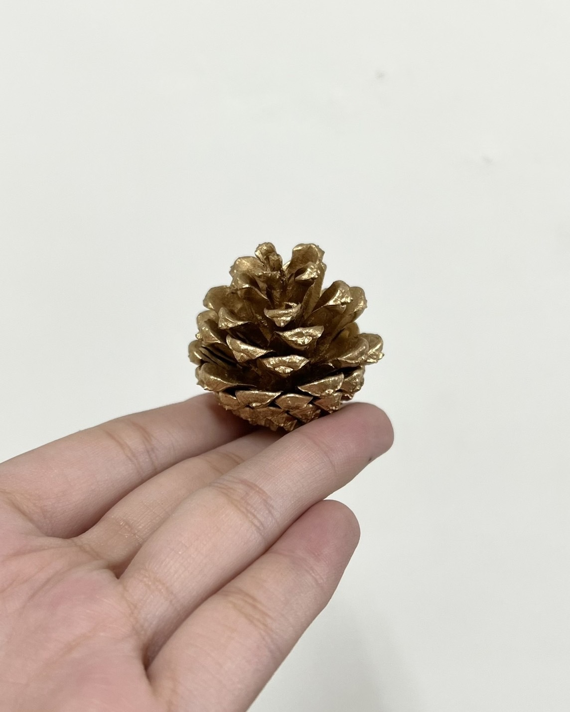 染金松果2-3公分