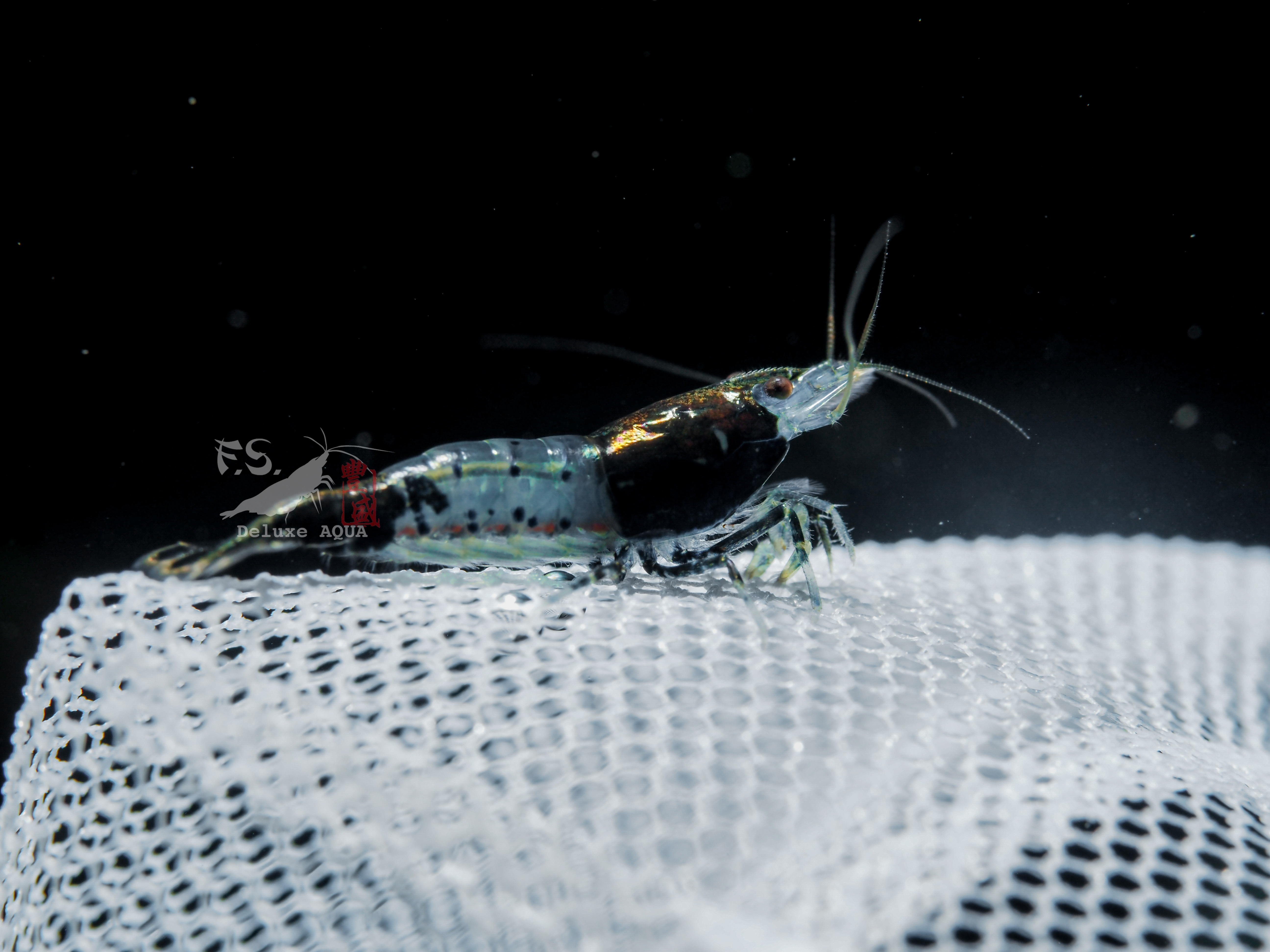 藍黑琉璃蝦 10隻