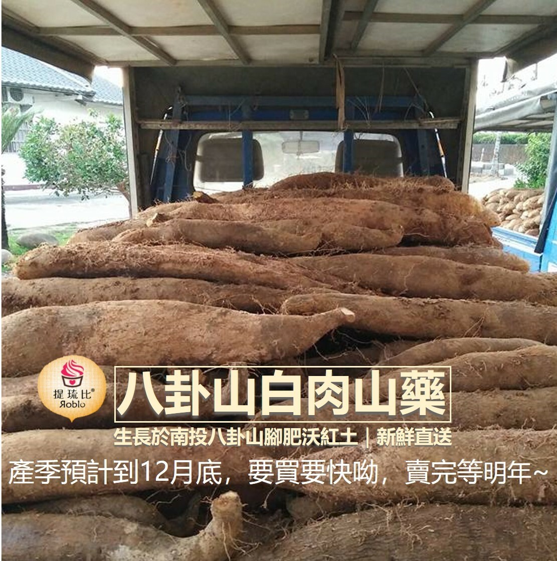 ★新鮮採收中!★ 台灣白肉山藥｜南投八卦山腳紅土種植