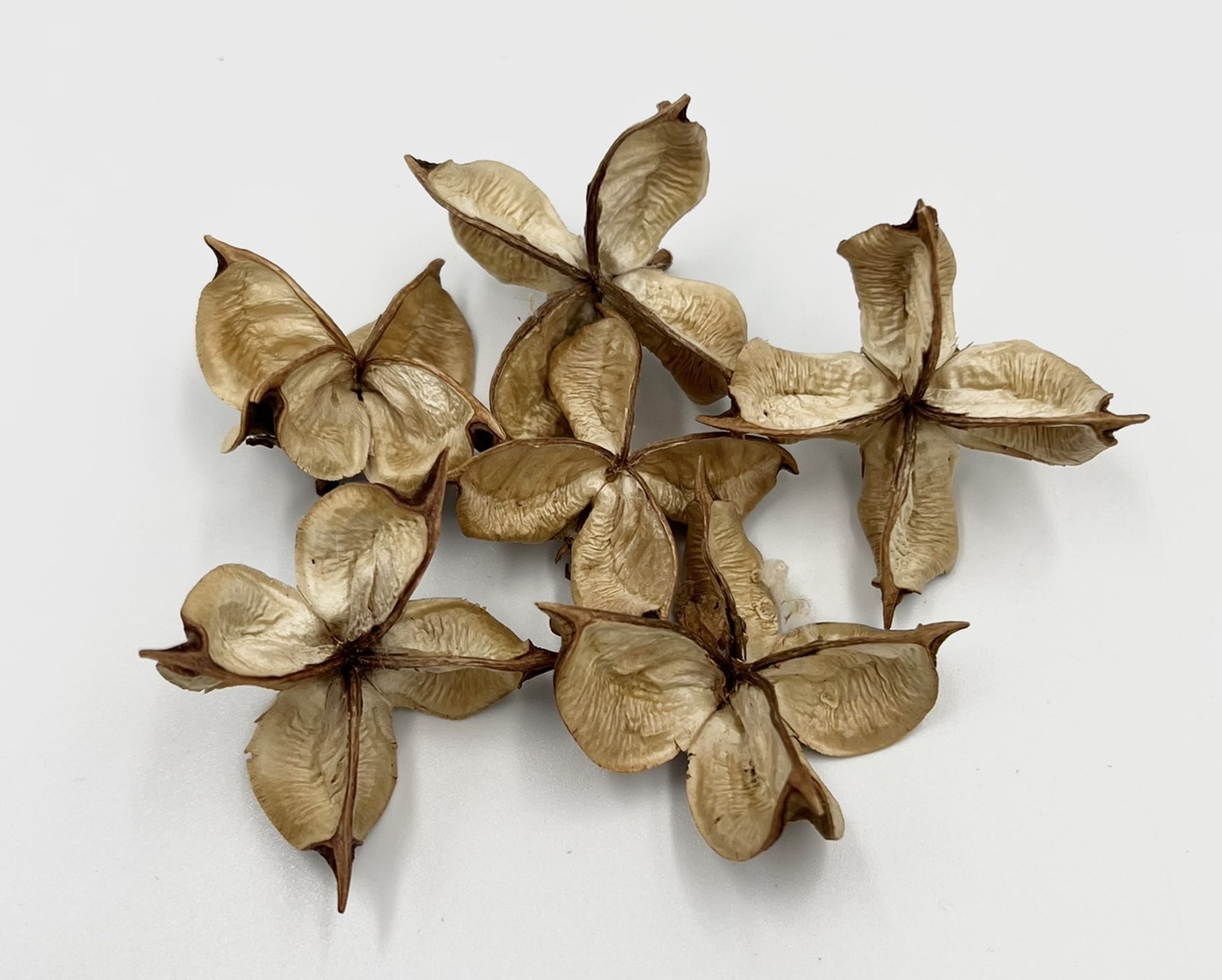 日本乾燥棉花殼  24400-000