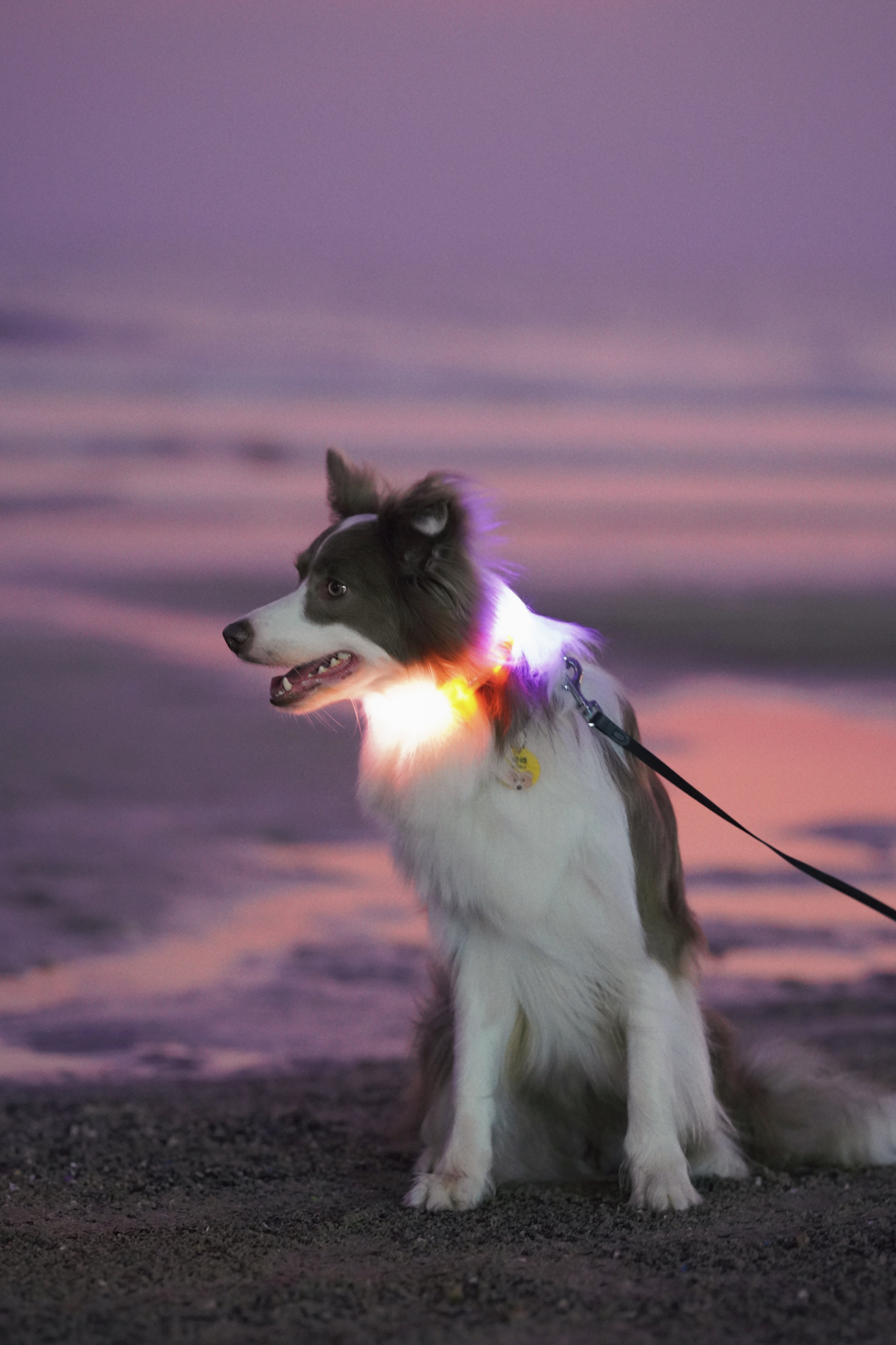 Laroo F20 Plus LED collar (Green/Purple) 45cm or 65cm