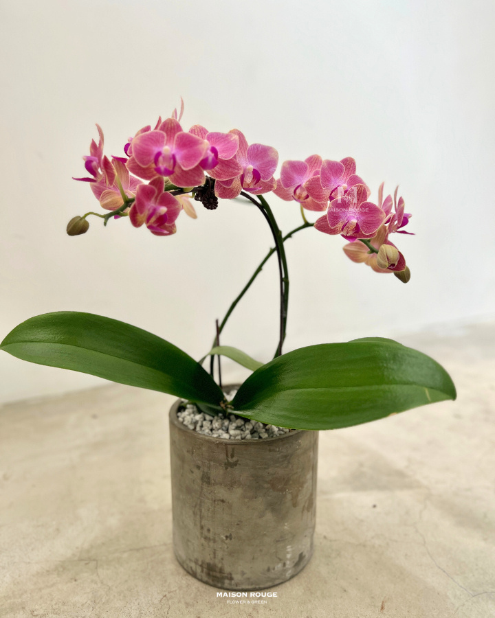 貳樓有花・蘭花花禮・粉紫