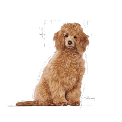 Royal Canin BHN Dog Poodle Puppy PDJ3K 3kg