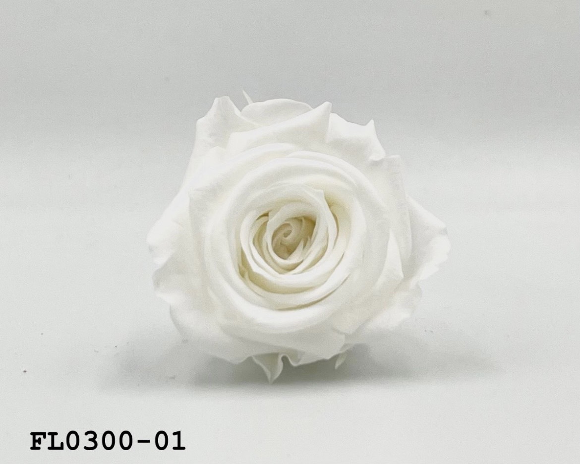 日本不凋中輪玫瑰花 (8朵)FL0300-01