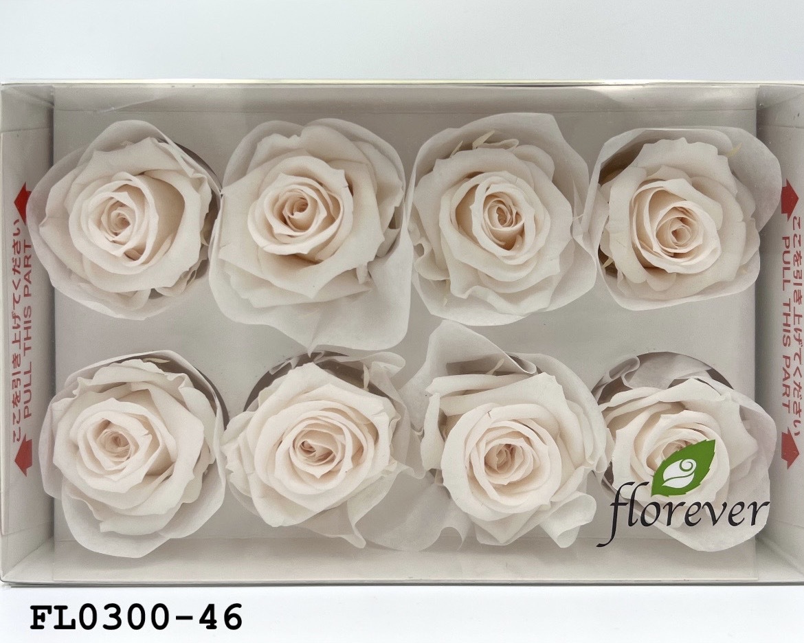 日本不凋中輪玫瑰花 (8朵)FL0300-46