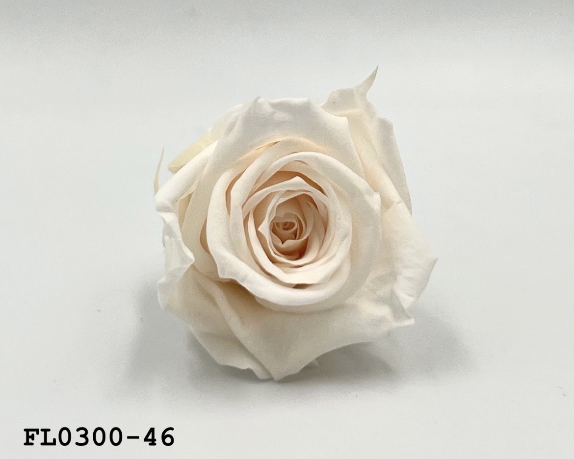 日本不凋中輪玫瑰花 (8朵)FL0300-46