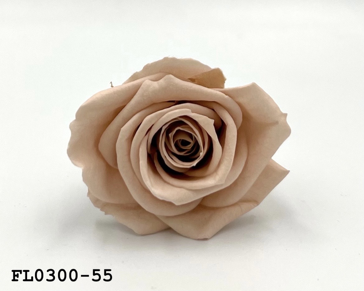 日本不凋中輪玫瑰花 (8朵)FL0300-55