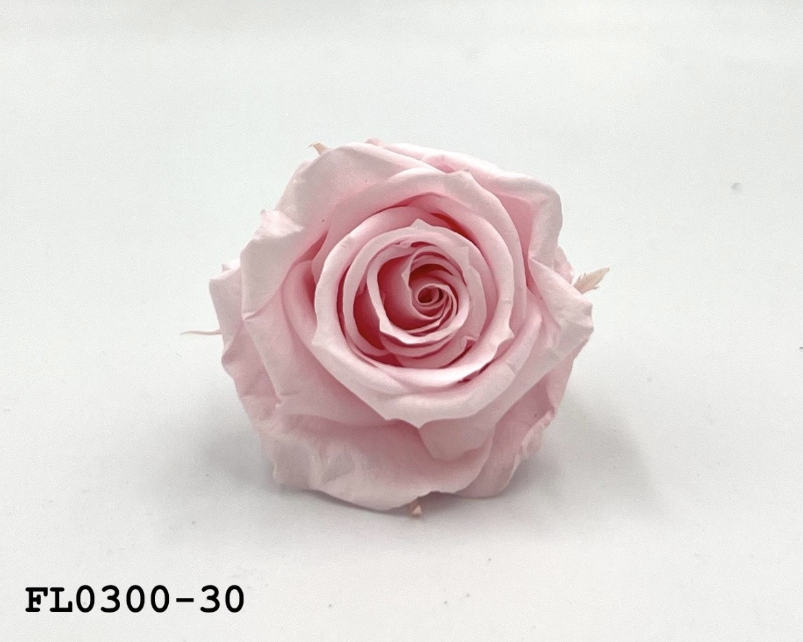 日本不凋中輪玫瑰花 (8朵)FL0300-30