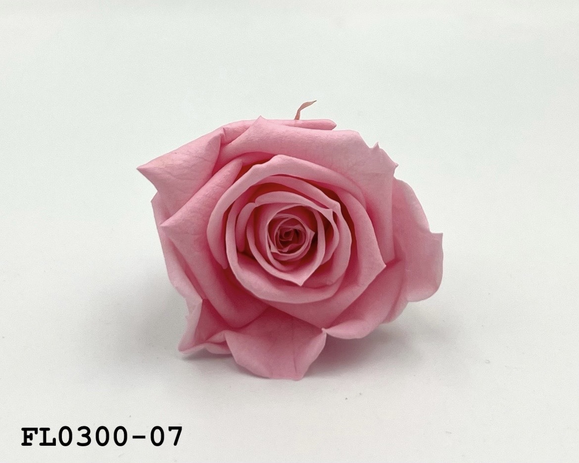 日本不凋中輪玫瑰花 (8朵)FL0300-07