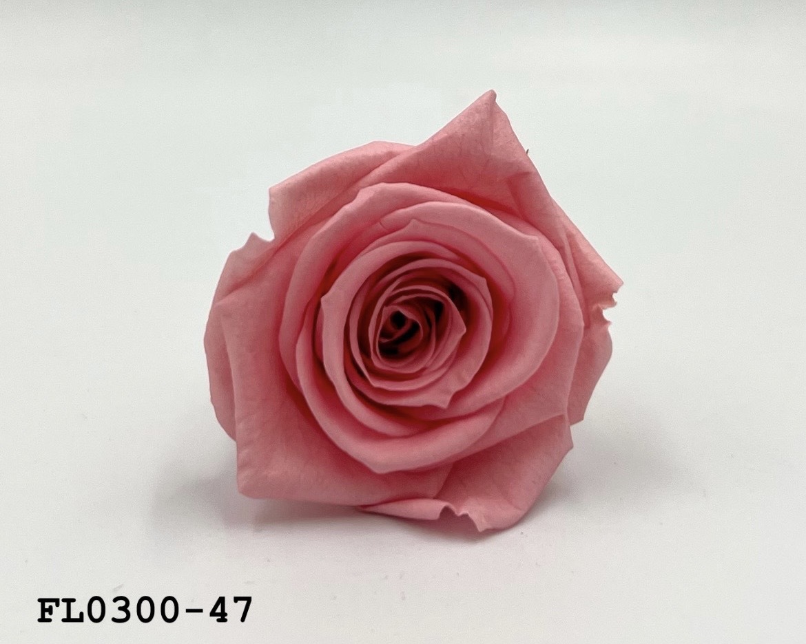 日本不凋中輪玫瑰花 (8朵)FL0300-47