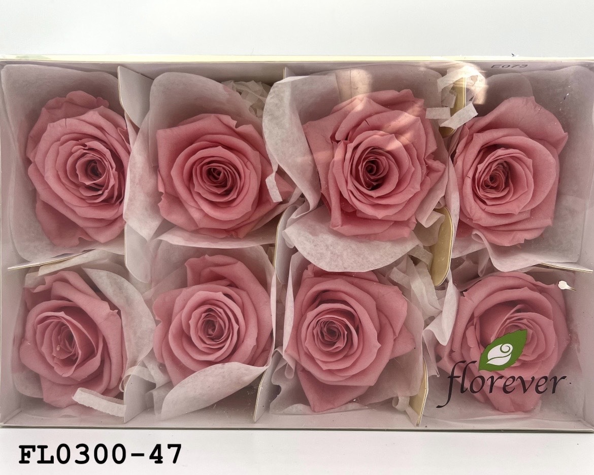 日本不凋中輪玫瑰花 (8朵)FL0300-47