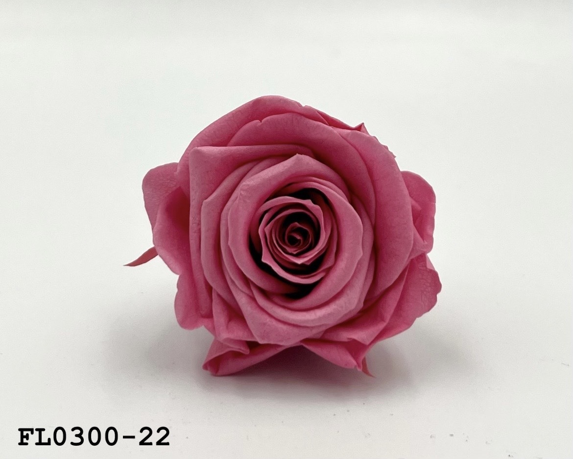 日本不凋中輪玫瑰花 (8朵)FL0300-22