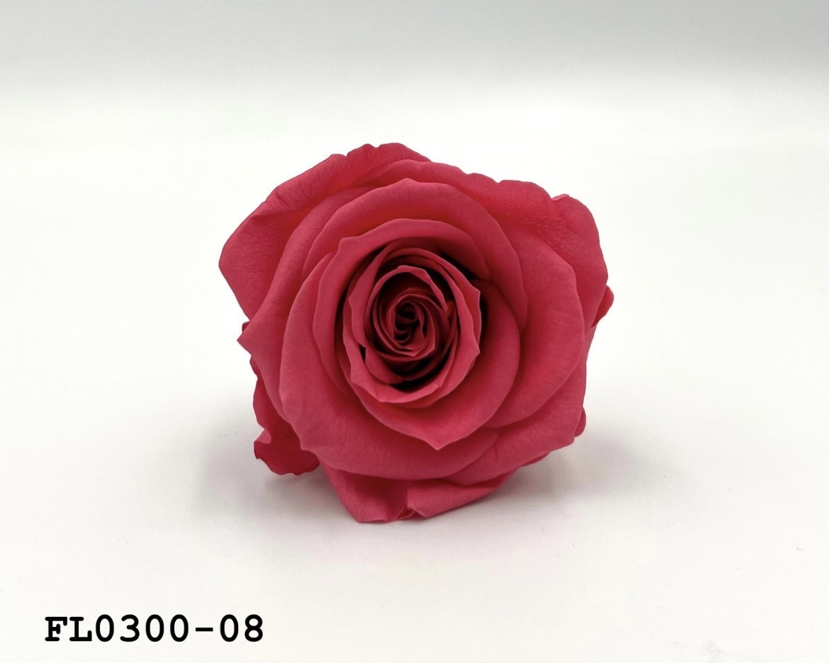 日本不凋中輪玫瑰花 (8朵)FL0300-08