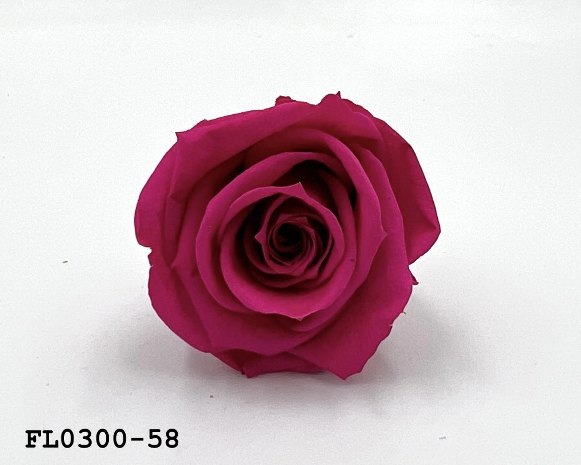 日本不凋中輪玫瑰花 (8朵)FL0300-58