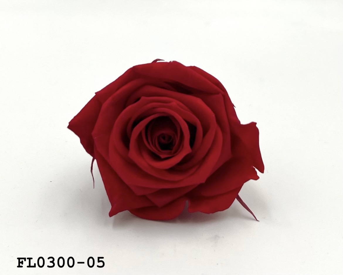 日本不凋中輪玫瑰花 (8朵)FL0300-05