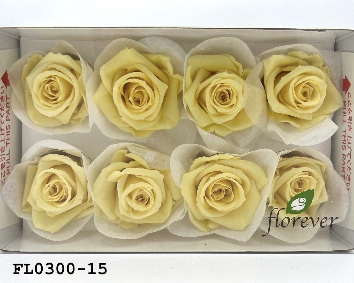 日本不凋中輪玫瑰花 (8朵)FL0300-15
