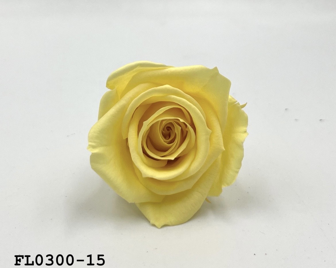 日本不凋中輪玫瑰花 (8朵)FL0300-15