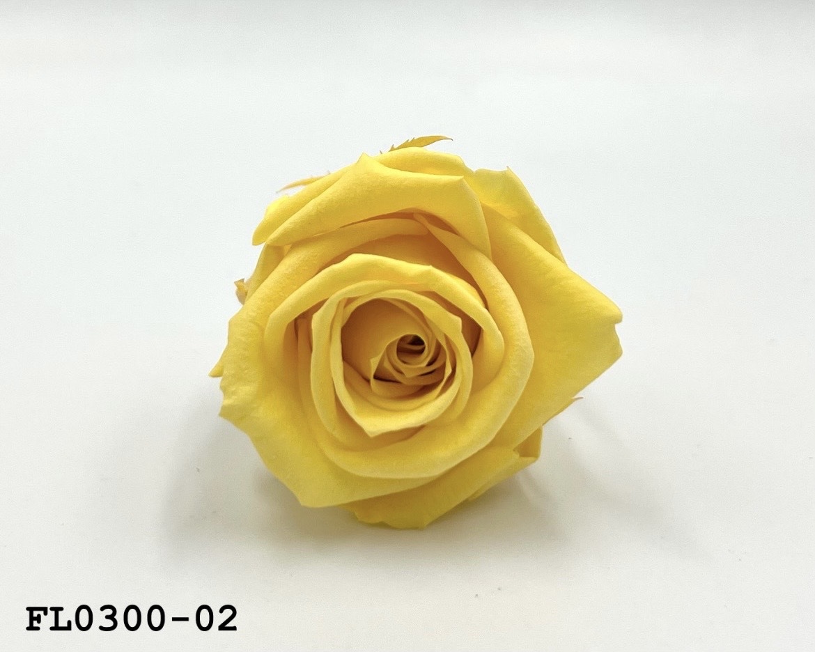 日本不凋中輪玫瑰花 (8朵)FL0300-02