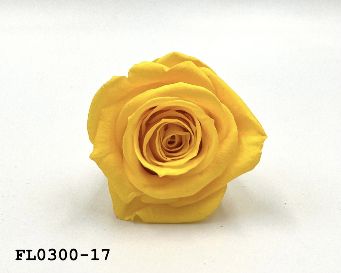 日本不凋中輪玫瑰花 (8朵)FL0300-17