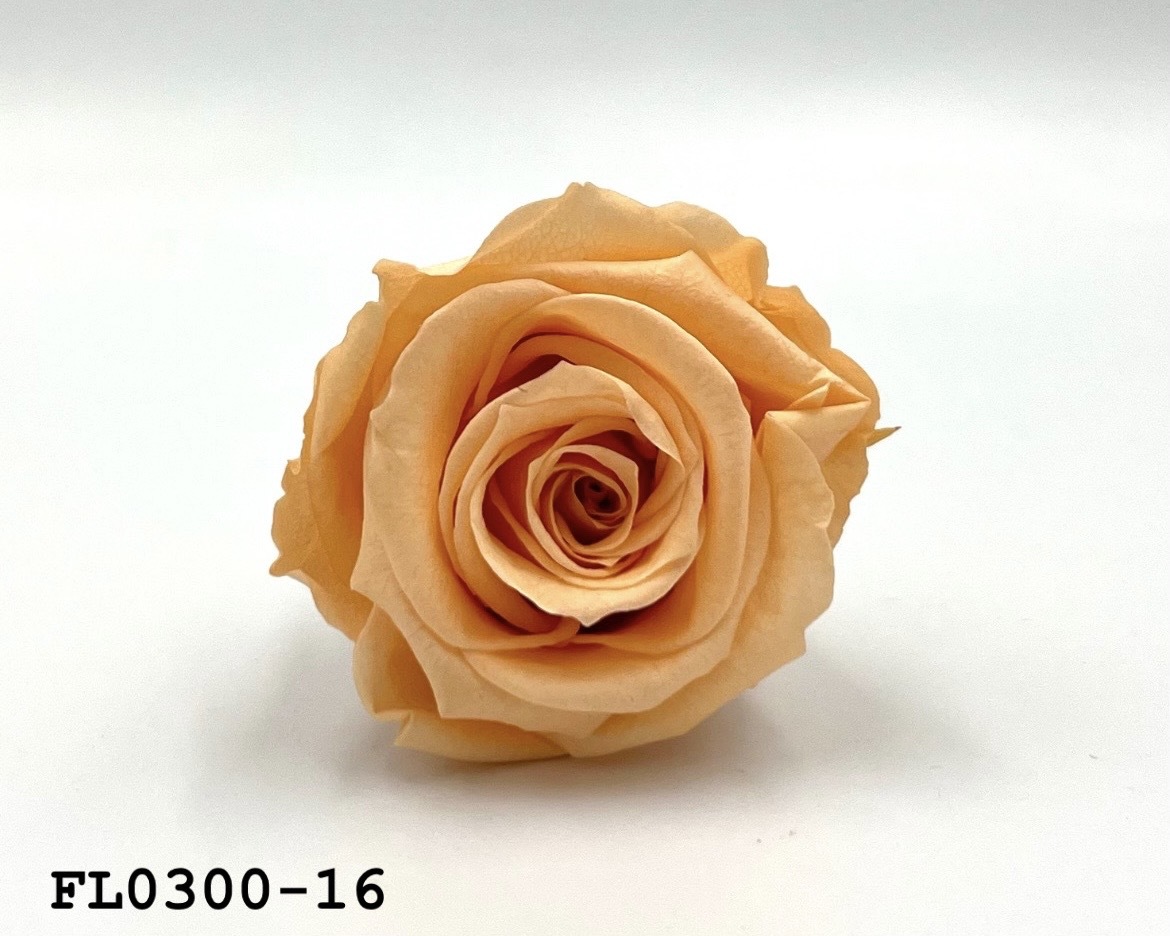 日本不凋中輪玫瑰花 (8朵)FL0300-16