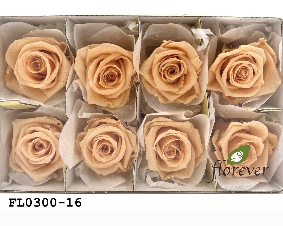 日本不凋中輪玫瑰花 (8朵)FL0300-16