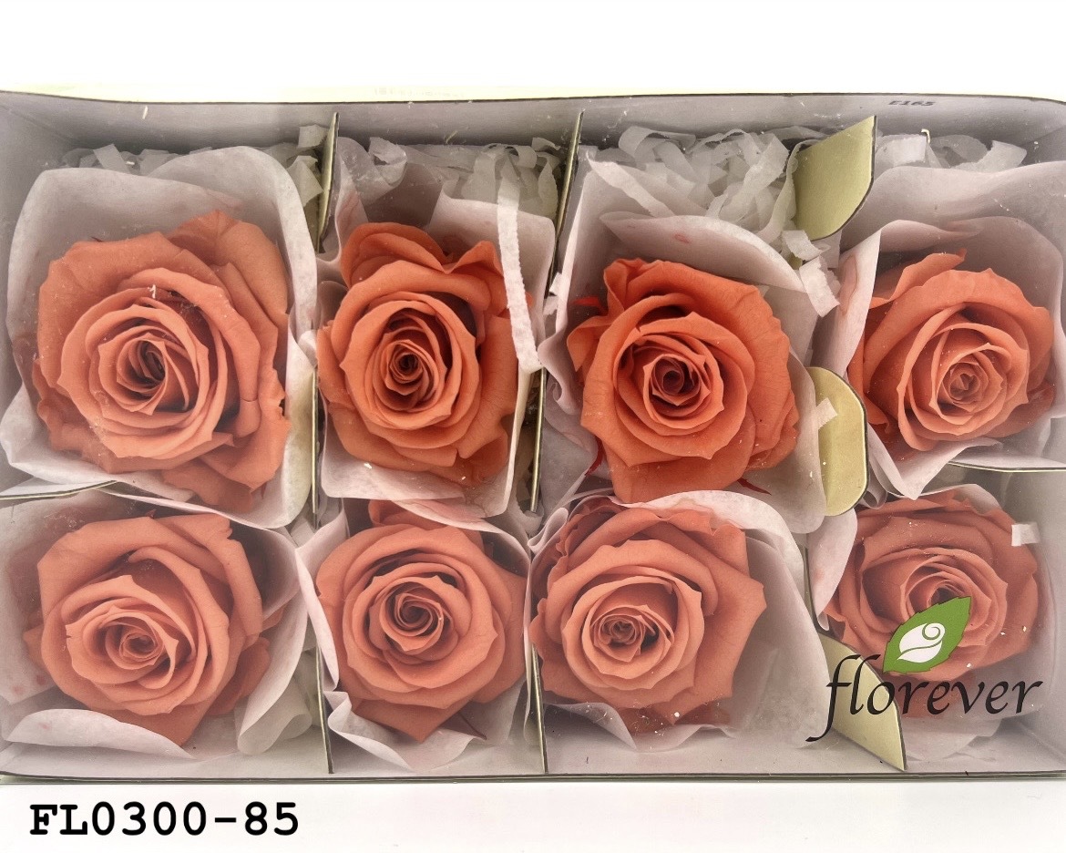 日本不凋中輪玫瑰花 (8朵)FL0300-85