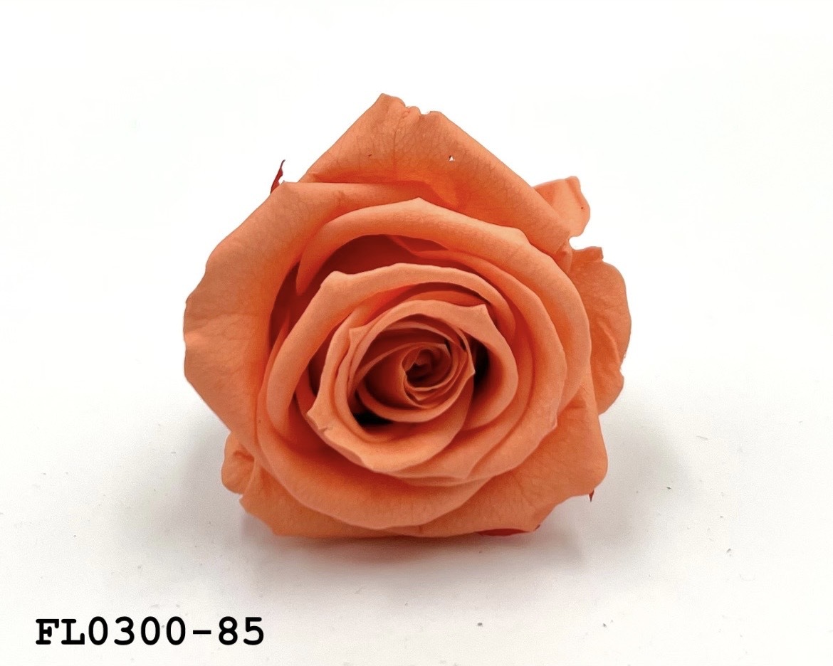 日本不凋中輪玫瑰花 (8朵)FL0300-85