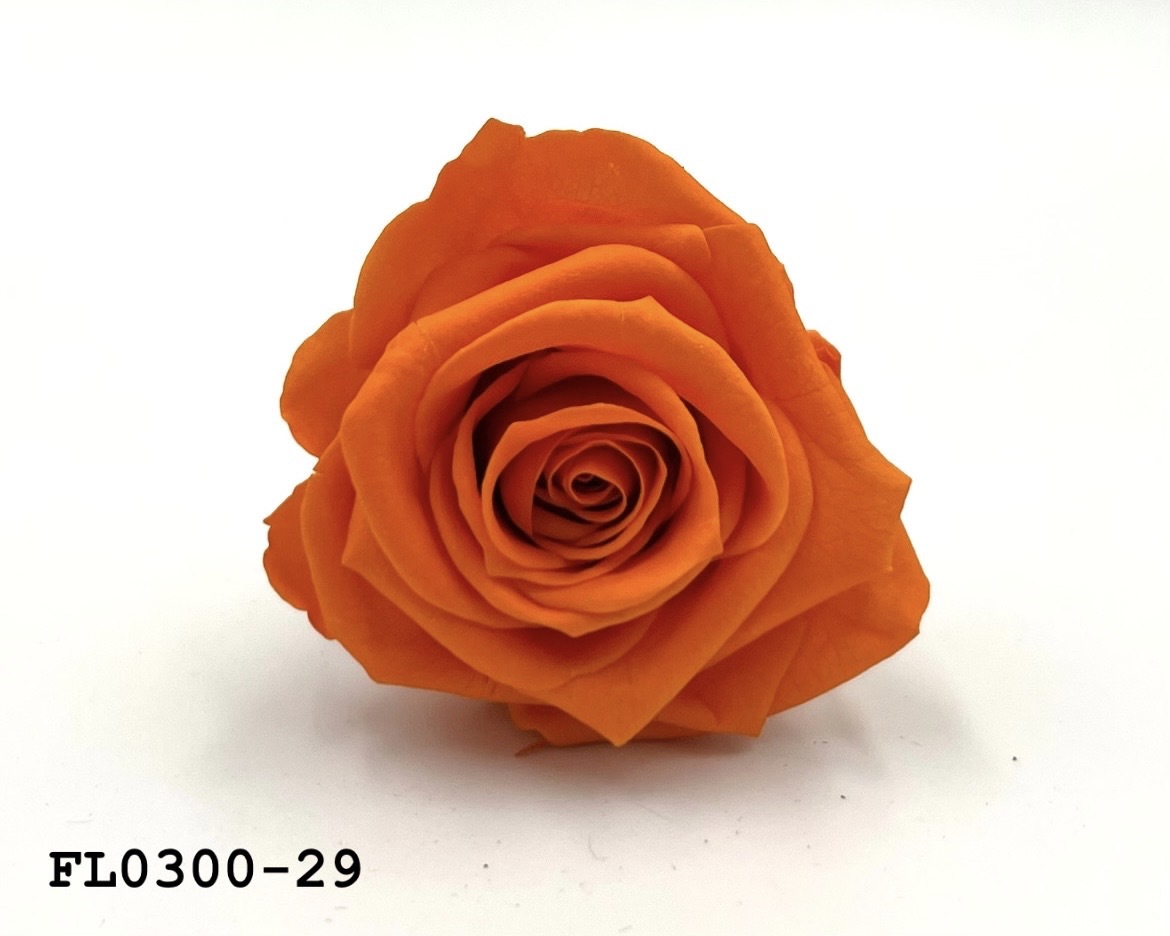 日本不凋中輪玫瑰花 (8朵)FL0300-29