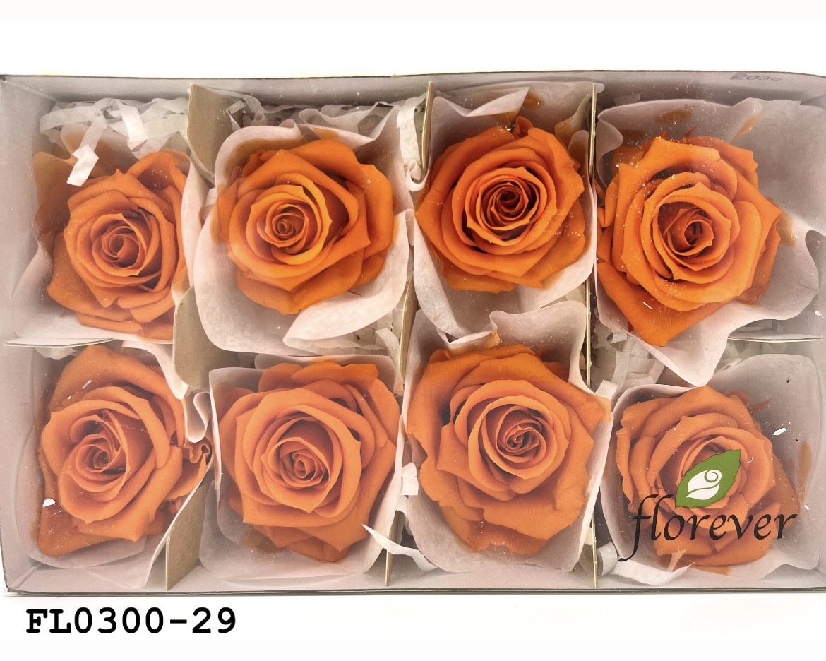日本不凋中輪玫瑰花 (8朵)FL0300-29