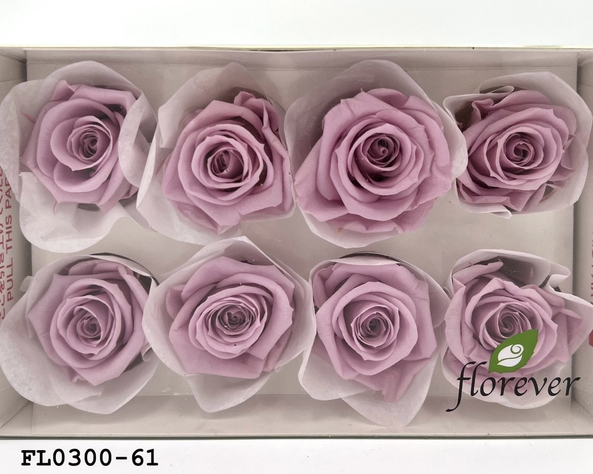 日本不凋中輪玫瑰花 (8朵)FL0300-61