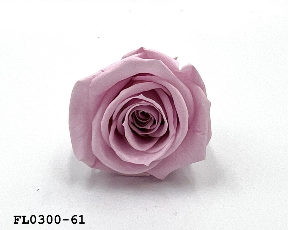 日本不凋中輪玫瑰花 (8朵)FL0300-61