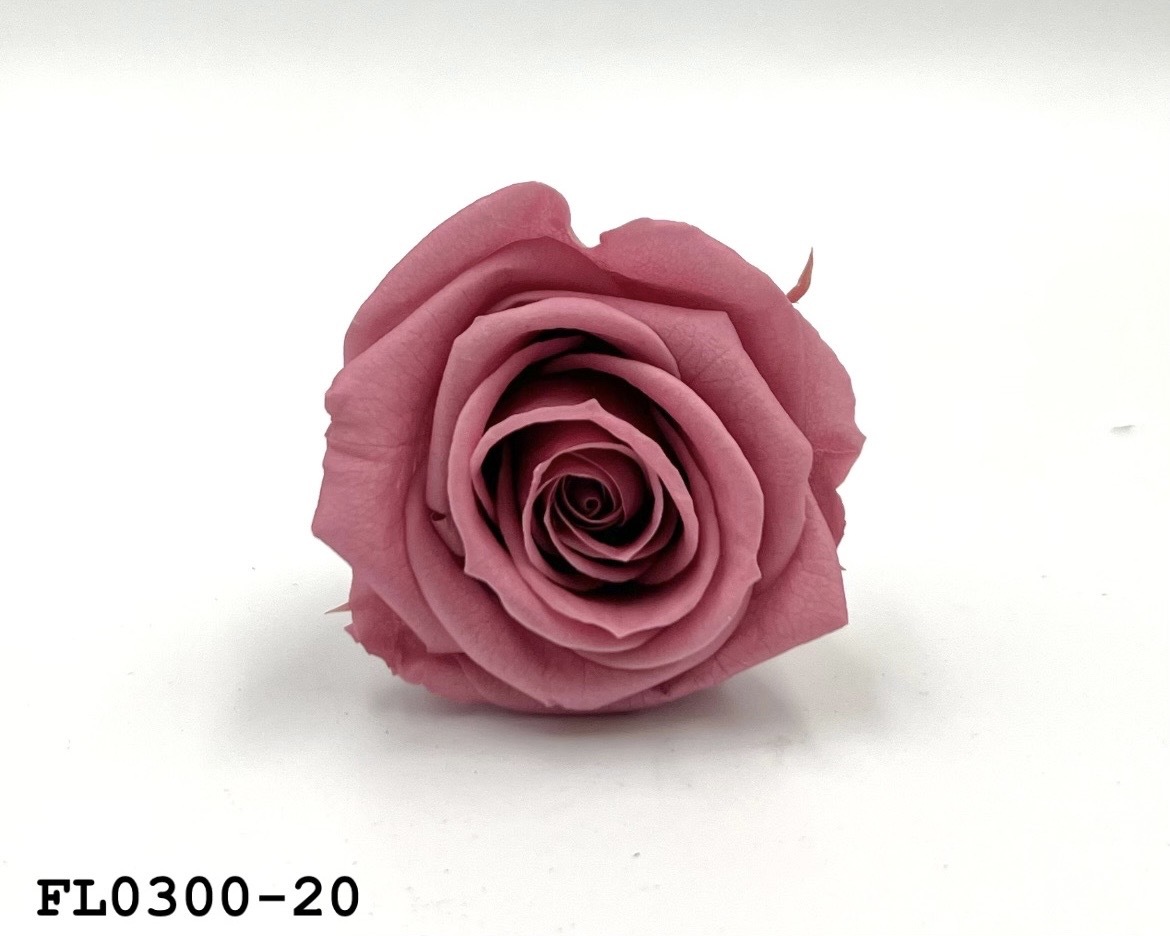 日本不凋中輪玫瑰花 (8朵)FL0300-20