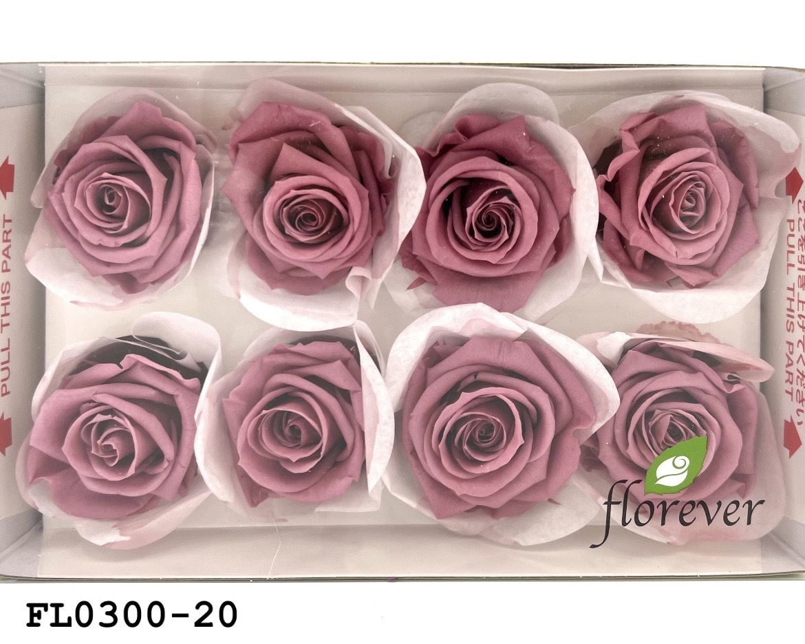 日本不凋中輪玫瑰花 (8朵)FL0300-20
