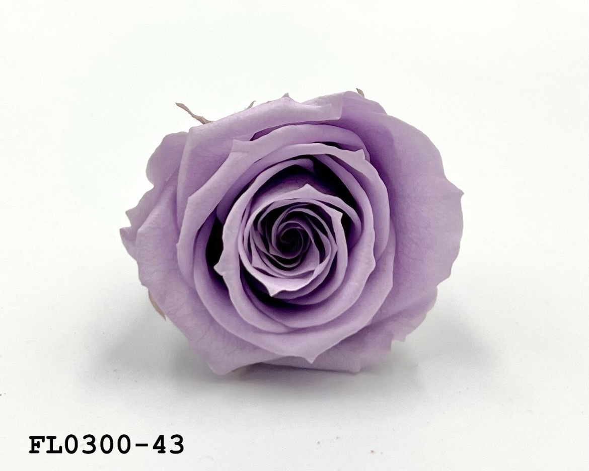 日本不凋中輪玫瑰花 (8朵)FL0300-43