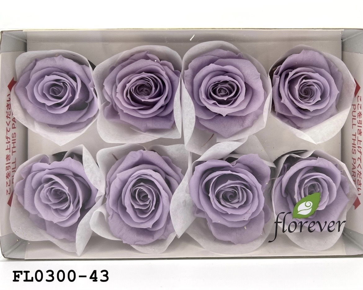 日本不凋中輪玫瑰花 (8朵)FL0300-43