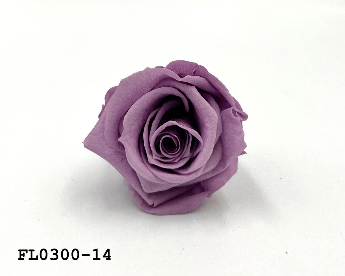 日本不凋中輪玫瑰花 (8朵)FL0300-14