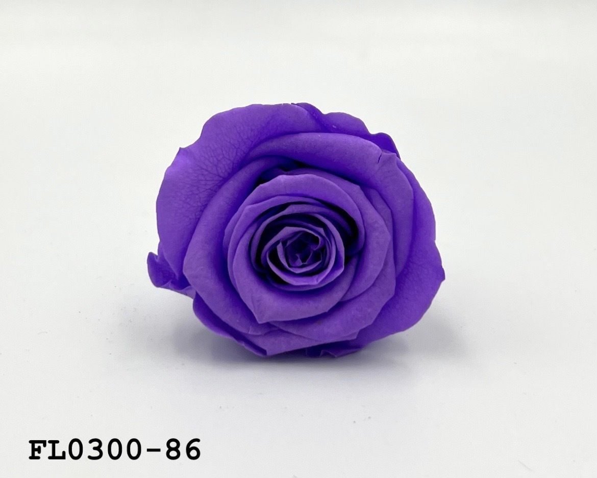 日本不凋中輪玫瑰花 (8朵)FL0300-86