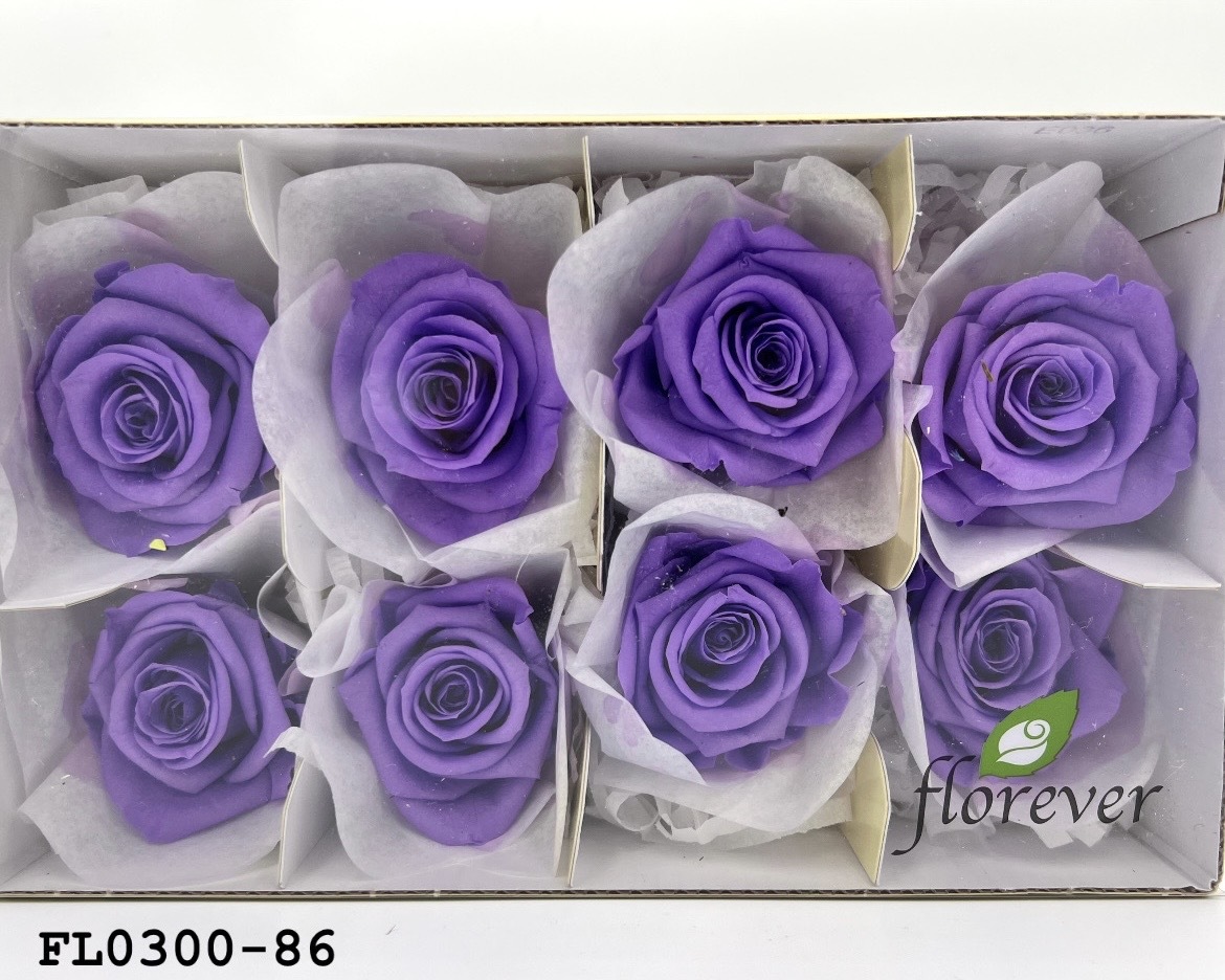 日本不凋中輪玫瑰花 (8朵)FL0300-86