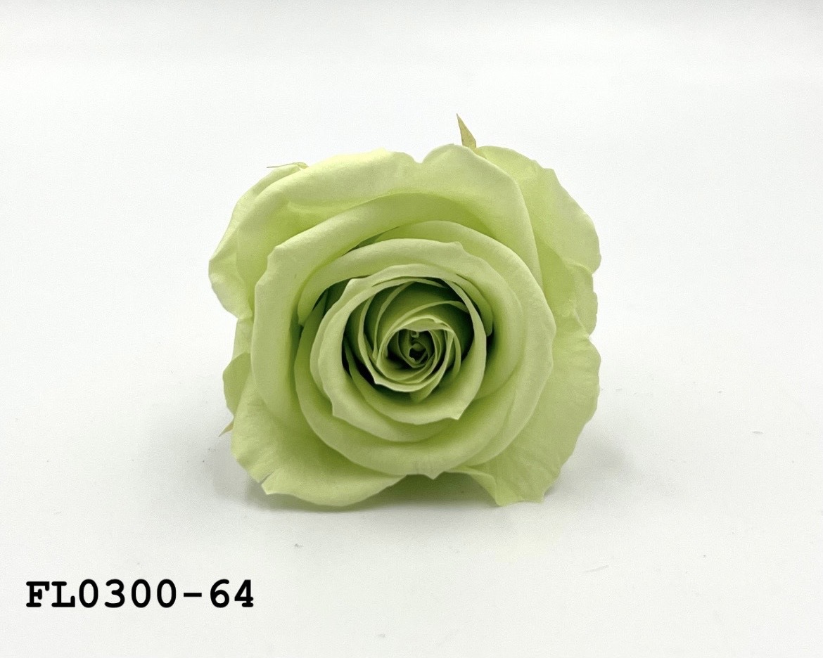 日本不凋中輪玫瑰花 (8朵)FL0300-64