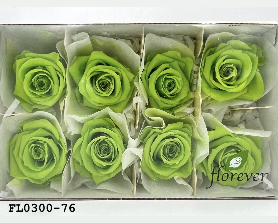 日本不凋中輪玫瑰花 (8朵)FL0300-76