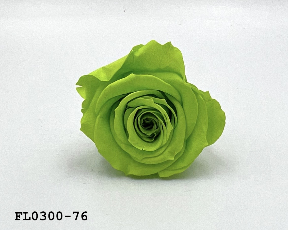 日本不凋中輪玫瑰花 (8朵)FL0300-76