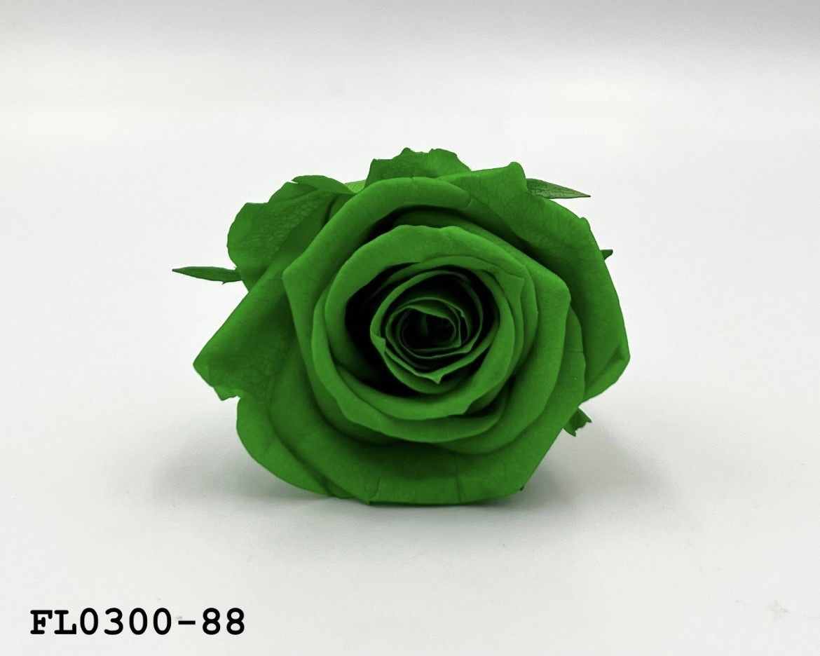 日本不凋中輪玫瑰花 (8朵)FL0300-88