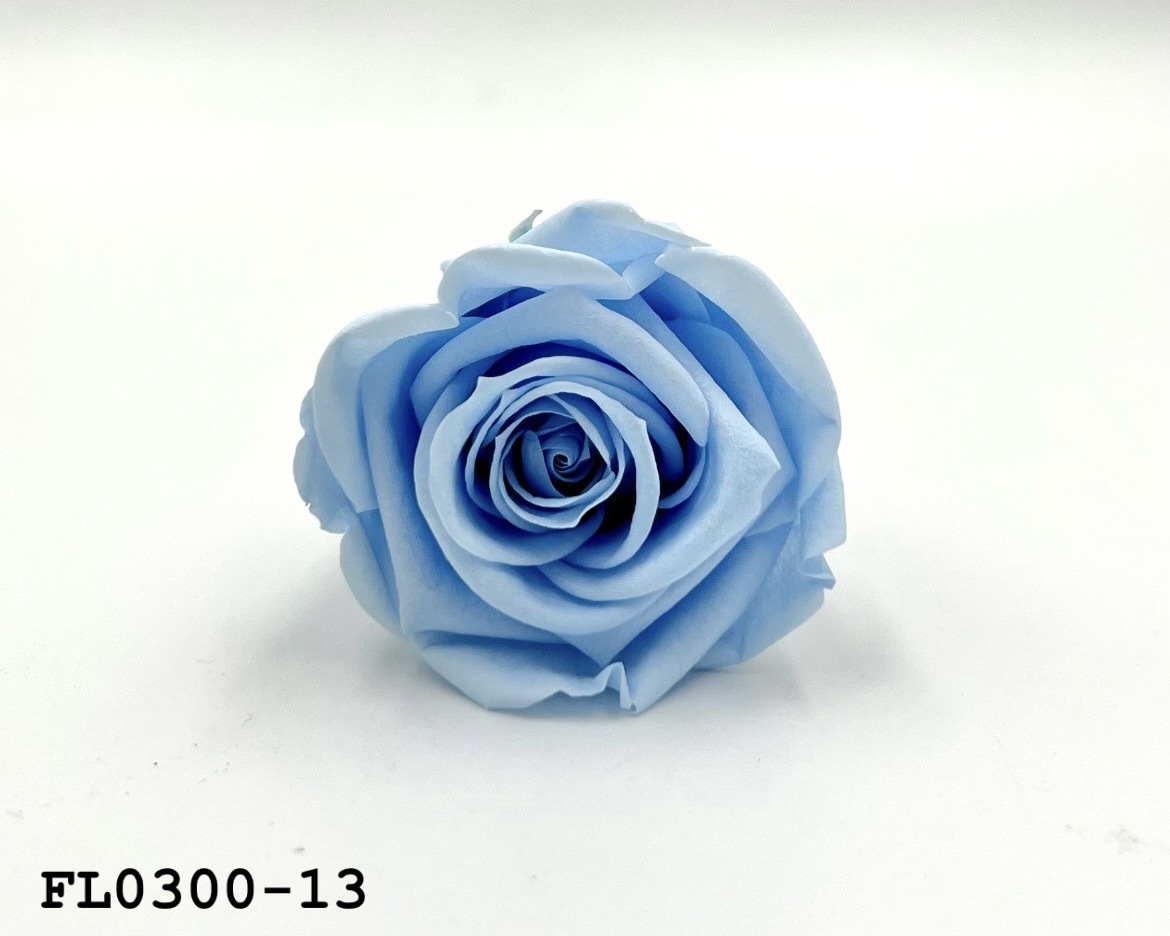 日本不凋中輪玫瑰花 (8朵)FL0300-13